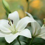 White-lily-flowers-close-up_1920x1080