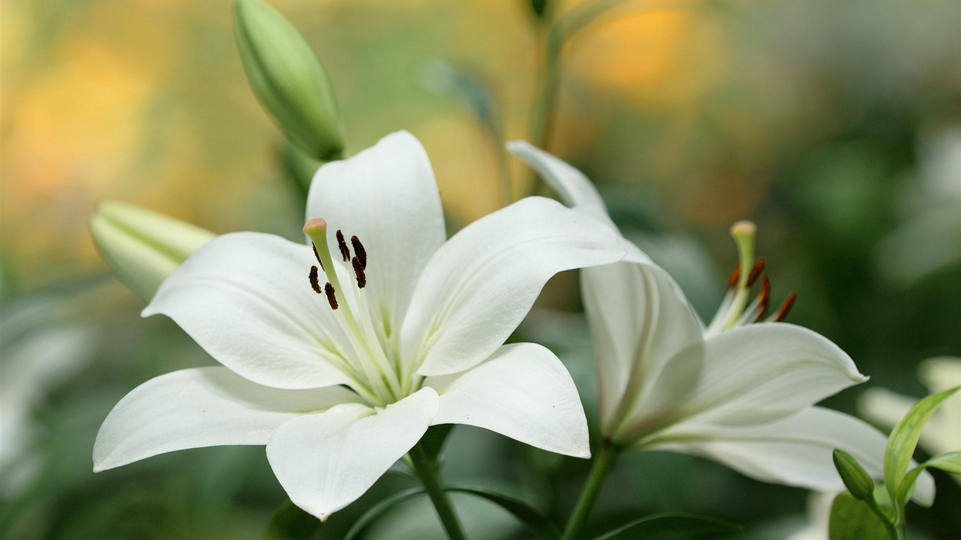 White-lily-flowers-close-up_1920x1080 White-lily-flowers-close-up_1920x1080